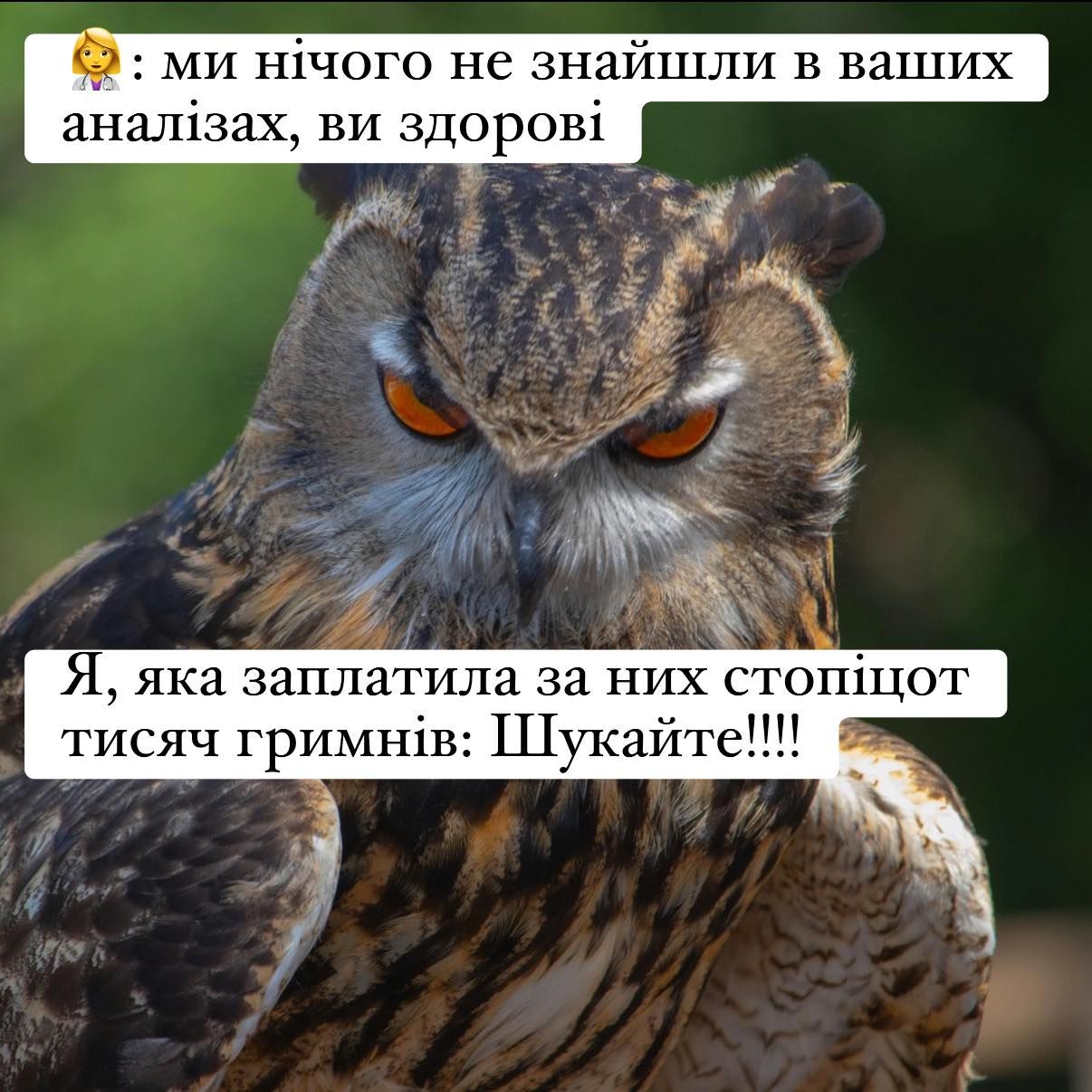 20 забавных мемов с животными об усталости, работе и взрослой жизни - фото 863432