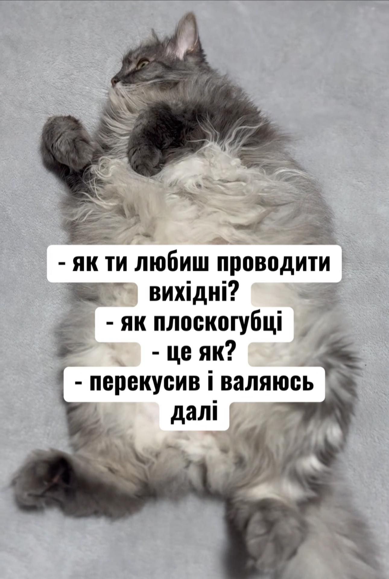 20 забавных мемов с животными об усталости, работе и взрослой жизни - фото 863434
