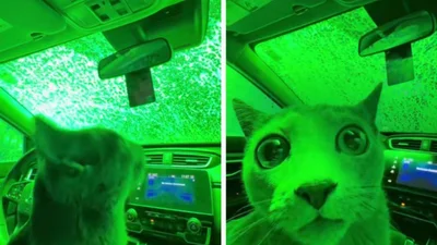 Кота впервые повезли на автомойку - и он подумал, что попал в фильм ужасов