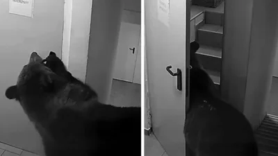 У Румунії ведмідь вночі зайшов до готелю з туристами