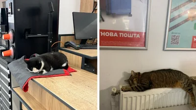Головні у відділенні: українці показують котиків-працівників пошти