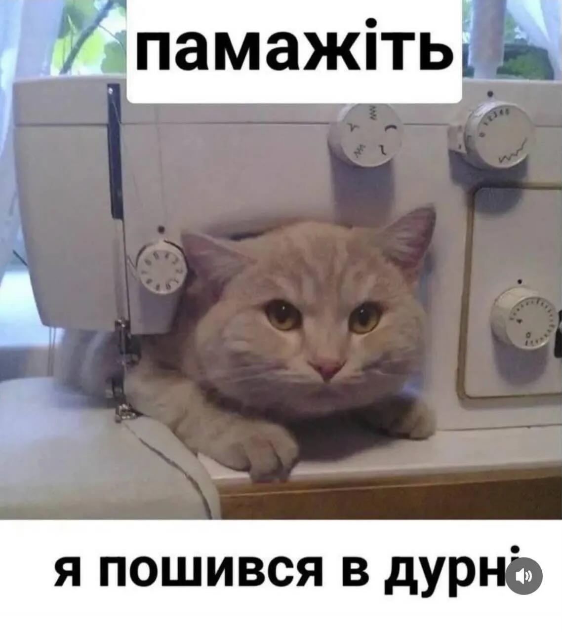 Украинцы показали любимые мемы — и это терапия, которую мы заслужили - 869799 Украинцы показали любимые мемы — и это терапия, которую мы заслужили - фото 869799