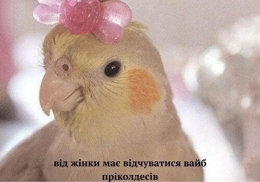Украинцы показали любимые мемы — и это терапия, которую мы заслужили - 869802 Украинцы показали любимые мемы — и это терапия, которую мы заслужили - фото 869802