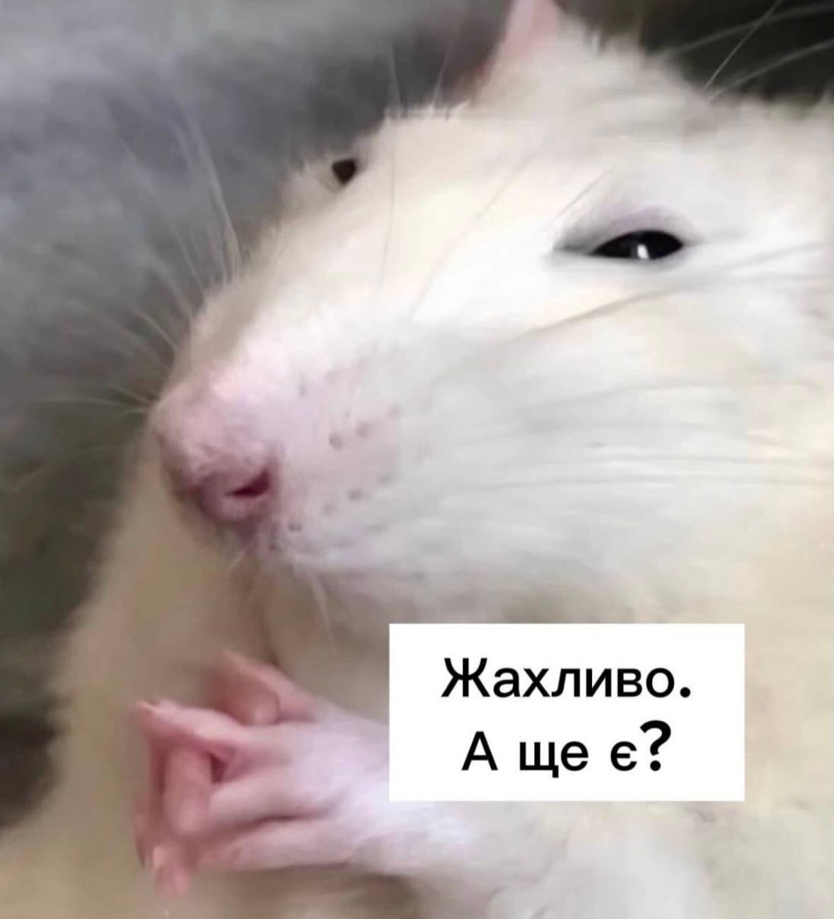 Украинцы показали любимые мемы — и это терапия, которую мы заслужили - 869807 Украинцы показали любимые мемы — и это терапия, которую мы заслужили - фото 869807