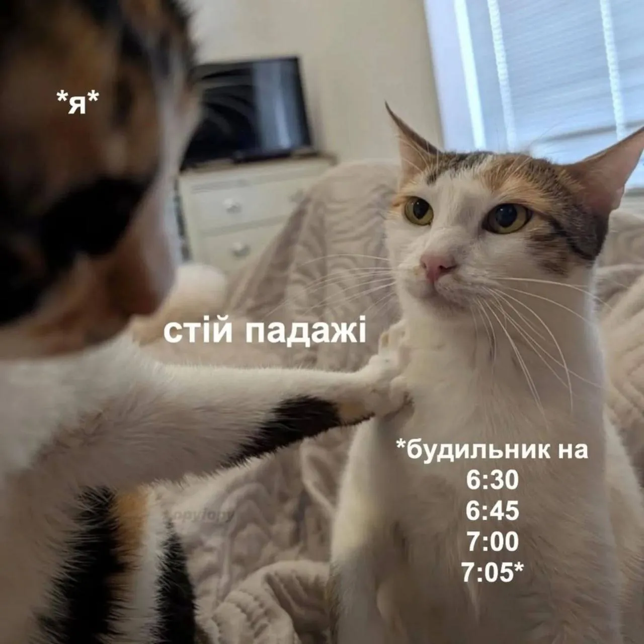 Украинцы показали любимые мемы — и это терапия, которую мы заслужили - 869815 Украинцы показали любимые мемы — и это терапия, которую мы заслужили - фото 869815