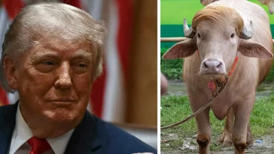 Буйвол став відомим через свою схожість із Дональдом Трампом