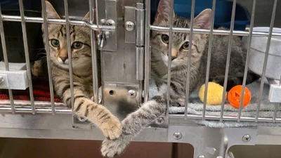Кошенята трималися за лапки в притулку для тварин - це фото розчулило мережу