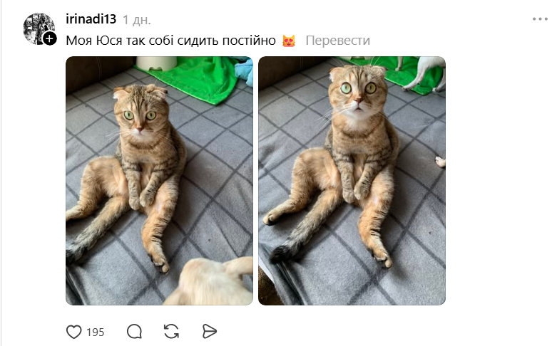 Threads показує своїх котусиків, які смішно сидять на дупках - 871431 Threads показує своїх котусиків, які смішно сидять на дупках - фото 871431
