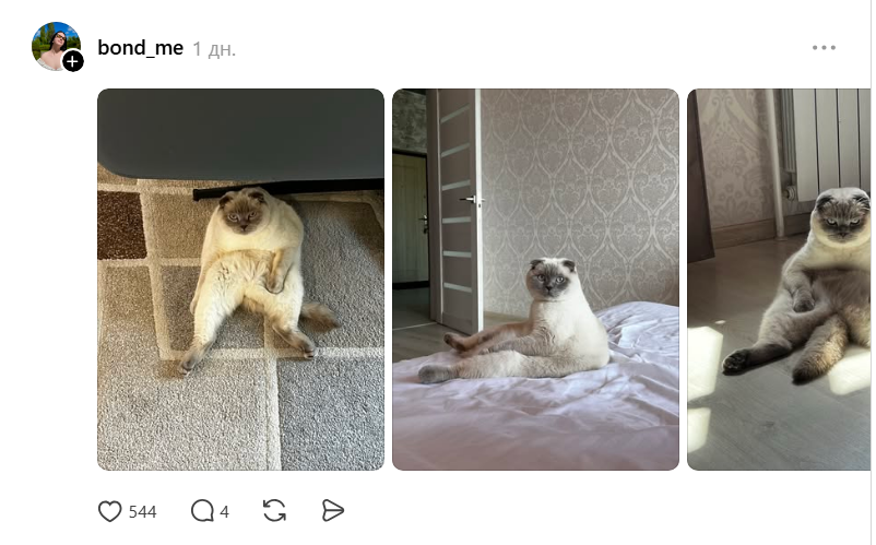 Threads показує своїх котусиків, які смішно сидять на дупках - 871432 Threads показує своїх котусиків, які смішно сидять на дупках - фото 871432