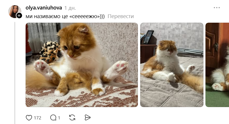 Threads показує своїх котусиків, які смішно сидять на дупках - 871435 Threads показує своїх котусиків, які смішно сидять на дупках - фото 871435