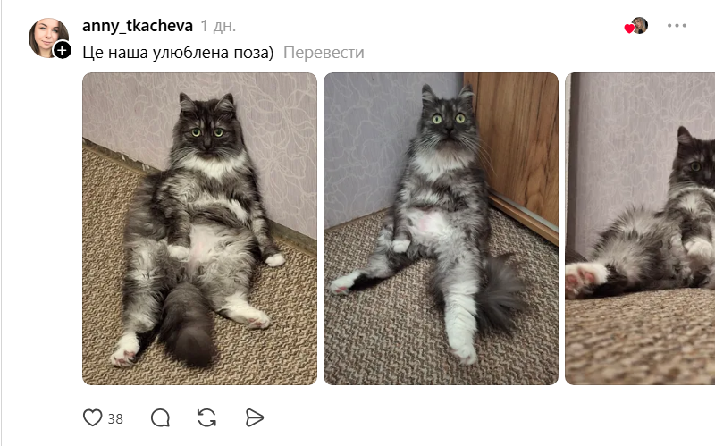 Threads показує своїх котусиків, які смішно сидять на дупках - 871436 Threads показує своїх котусиків, які смішно сидять на дупках - фото 871436
