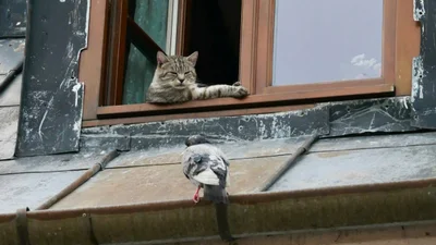Котенок против голубя: самый эпичный бой, который покорил сеть