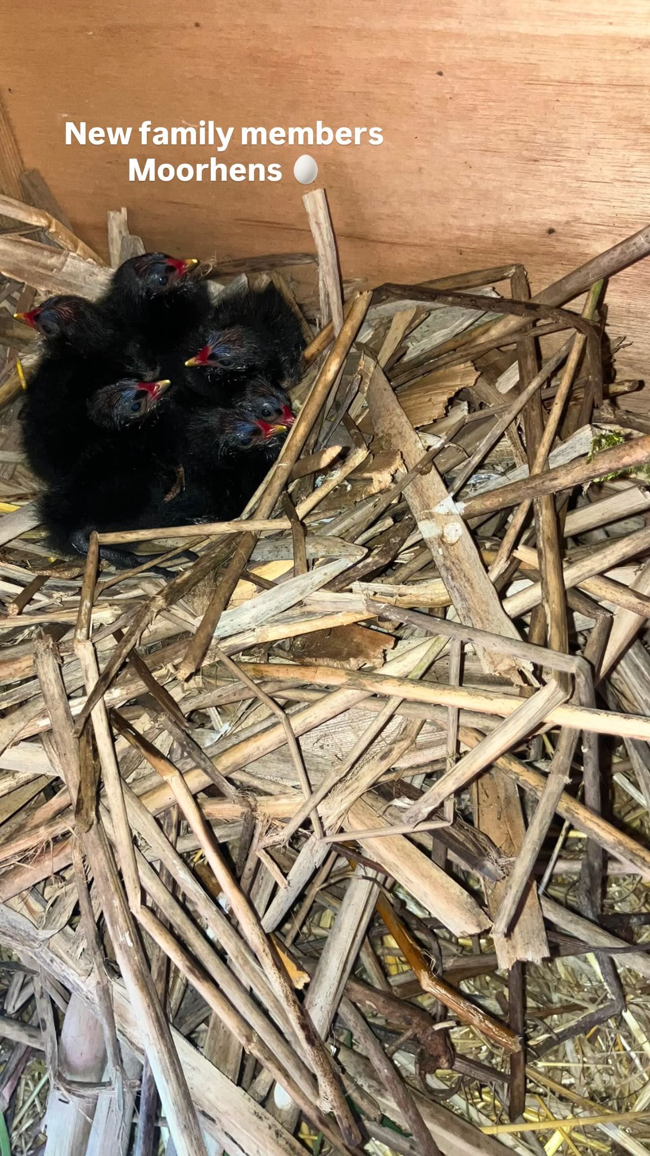 Нові члени зіркової родини - курчата Moorhens - 872870 Нові члени зіркової родини - курчата Moorhens - фото 872870