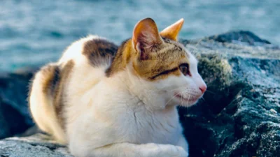 Кошка нырнула в воду и поплыла, вызвав зависть у всех, кто смотрит это видео