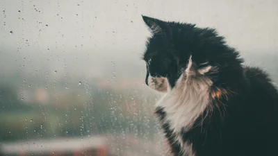 Кот у окна наблюдает за ливнем, и это видео может загипнотизировать