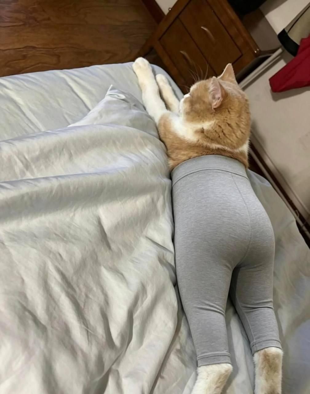 Коты в леггинсах покорили Threads — ты не сможешь это развидеть - 874901 Коты в леггинсах покорили Threads — ты не сможешь это развидеть - фото 874901