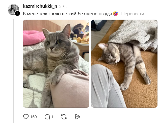 Домашние животные, которые искренне не понимают, что такое личное пространство - 875157 Домашние животные, которые искренне не понимают, что такое личное пространство - фото 875157