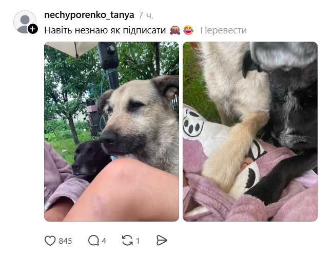 Домашние животные, которые искренне не понимают, что такое личное пространство - 875158 Домашние животные, которые искренне не понимают, что такое личное пространство - фото 875158