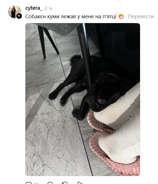 Домашние животные, которые искренне не понимают, что такое личное пространство - 875159 Домашние животные, которые искренне не понимают, что такое личное пространство - фото 875159