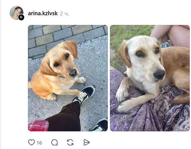Домашние животные, которые искренне не понимают, что такое личное пространство - 875161 Домашние животные, которые искренне не понимают, что такое личное пространство - фото 875161