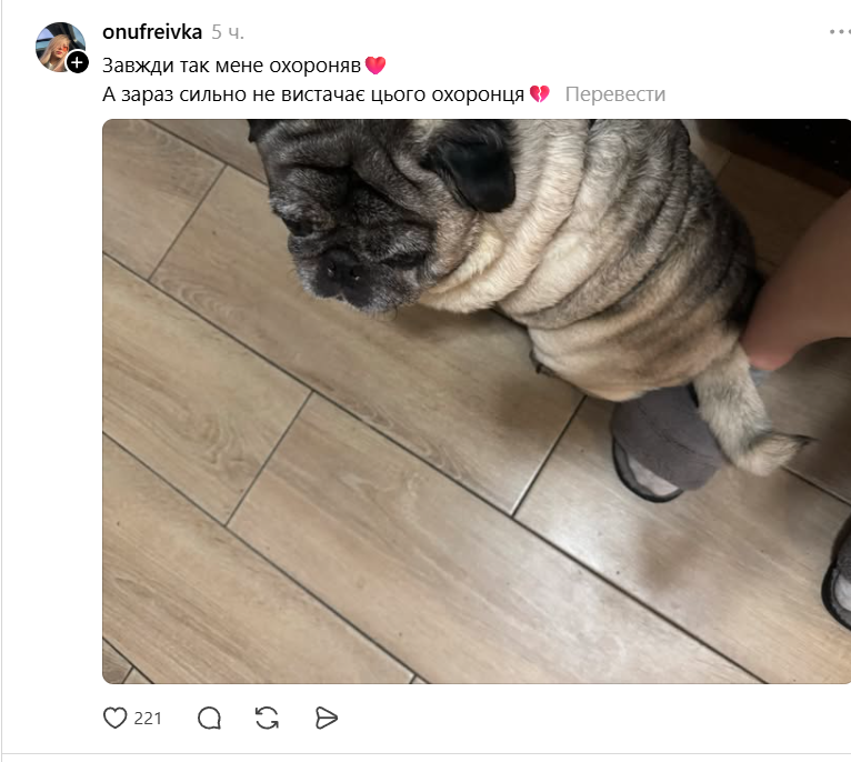 Домашние животные, которые искренне не понимают, что такое личное пространство - 875162 Домашние животные, которые искренне не понимают, что такое личное пространство - фото 875162