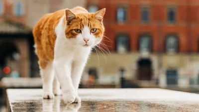 В Риме придумали экскурсию, во время которой можно побегать и познакомиться с местными котами