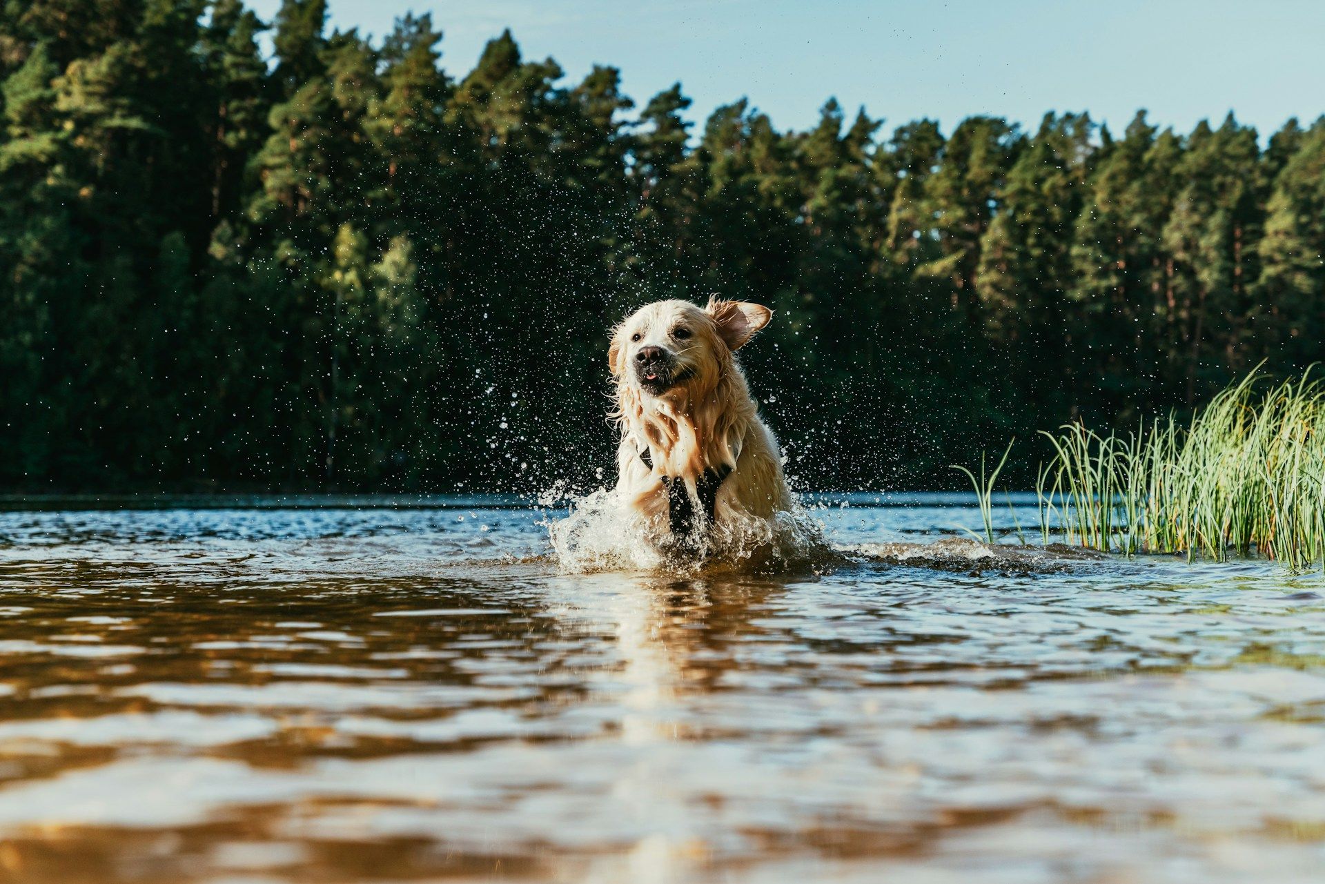 Водойми для тварин у спеку - варіант, який точно буде працювати - фото 881756