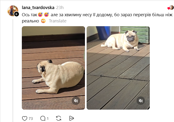 Шкварочки: це песики, які навіть у спеки шукають сонячне проміння - 881945 Шкварочки: це песики, які навіть у спеки шукають сонячне проміння - фото 881945