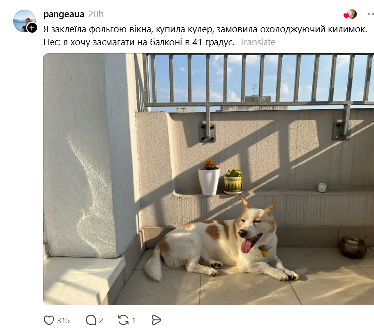 Шкварочки: це песики, які навіть у спеки шукають сонячне проміння - 881947 Шкварочки: це песики, які навіть у спеки шукають сонячне проміння - фото 881947