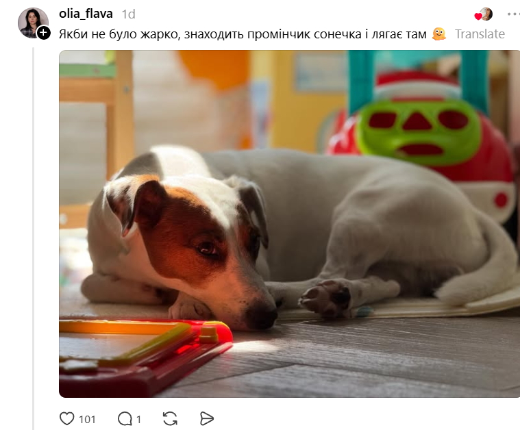 Шкварочки: це песики, які навіть у спеки шукають сонячне проміння - 881951 Шкварочки: це песики, які навіть у спеки шукають сонячне проміння - фото 881951