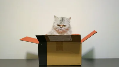 Котик ледь поміщається у тісній коробці - це просто смарт-квартира