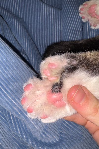 У цього котика аж 28 пальців - 882524 У цього котика аж 28 пальців - фото 882524