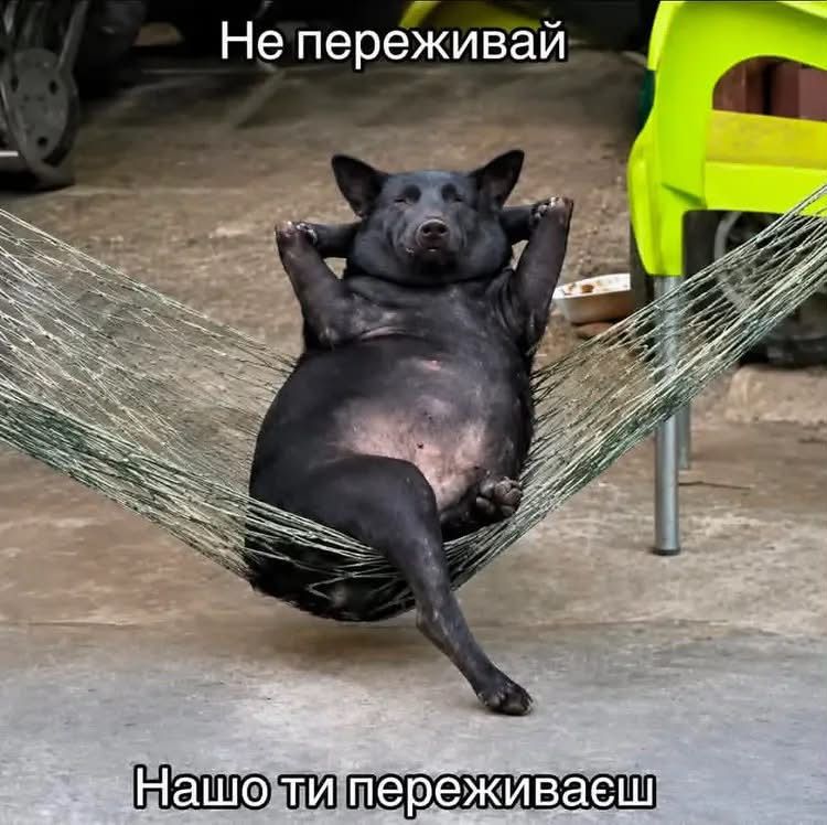 Украинцы делятся своими любимыми мемами 2026 года - 887149 Украинцы делятся своими любимыми мемами 2026 года - фото 887149