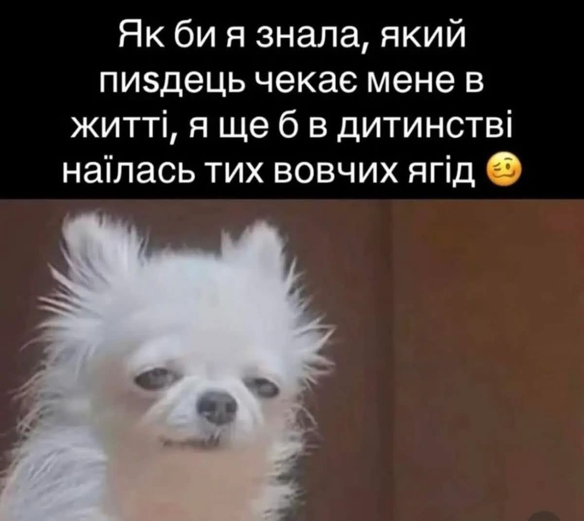 Украинцы делятся своими любимыми мемами 2026 года - 887163 Украинцы делятся своими любимыми мемами 2026 года - фото 887163