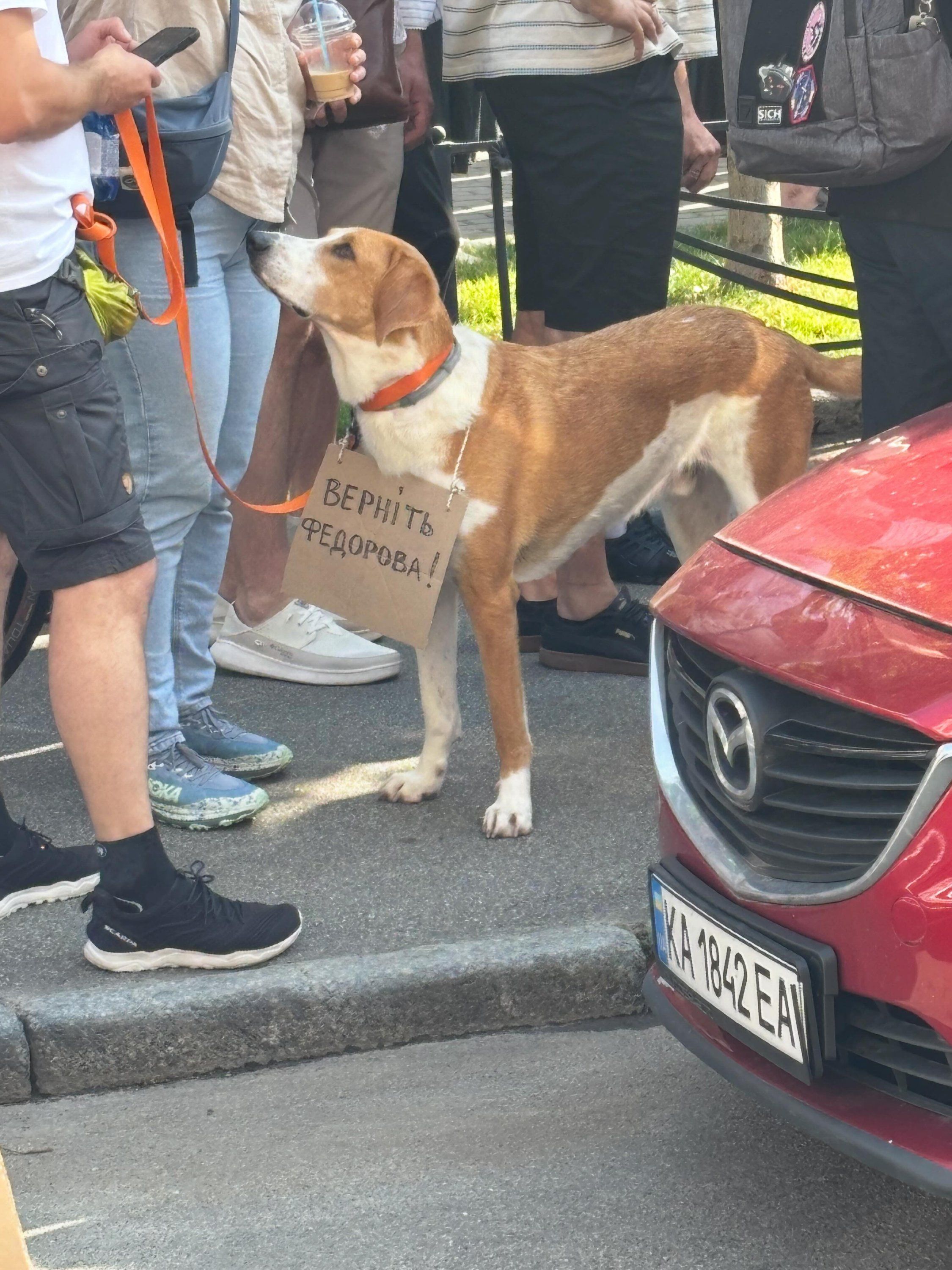 Картонки для підтримки Михайла Федорова - фото 887483