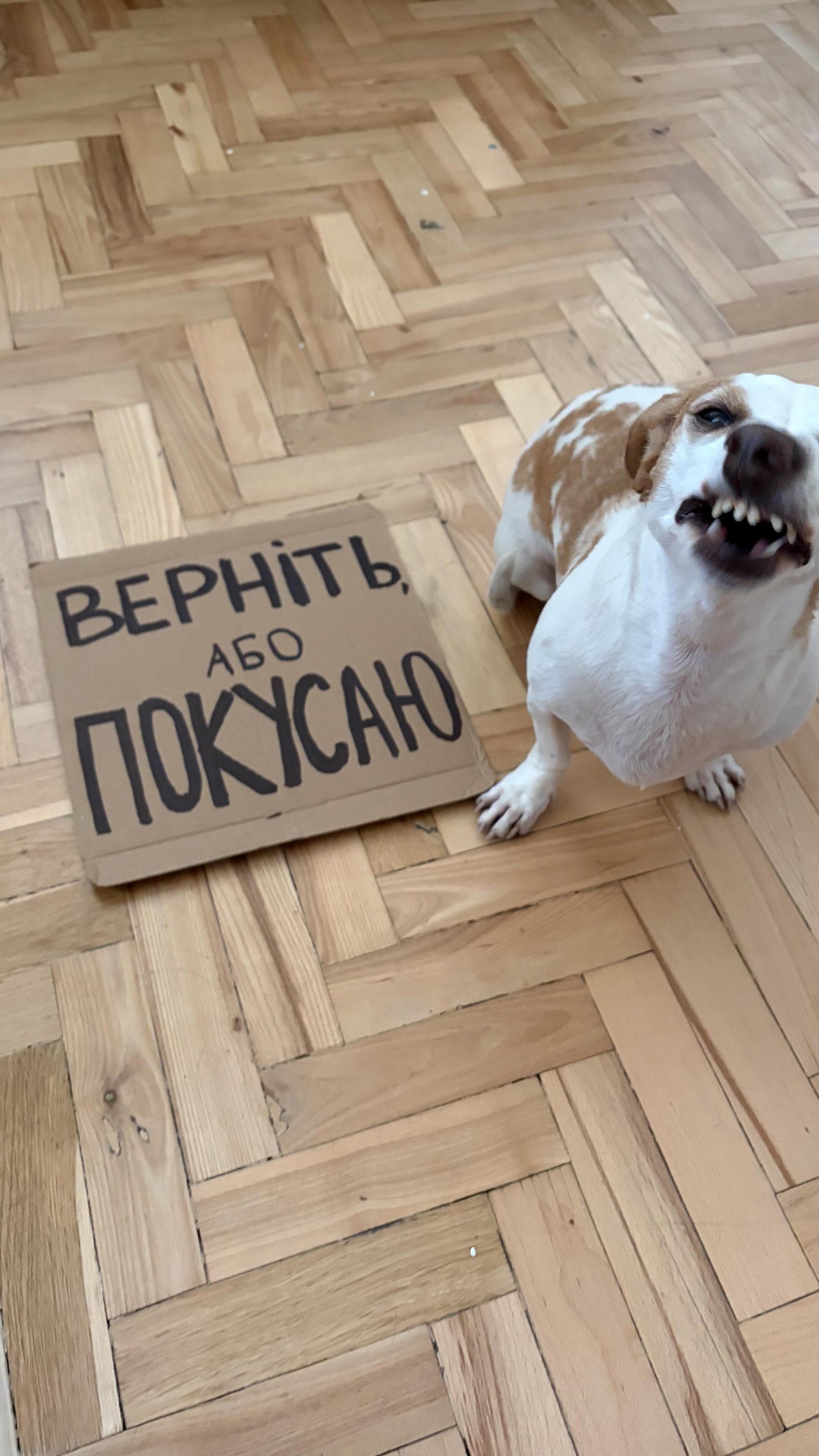Картонки для підтримки Михайла Федорова - фото 887490