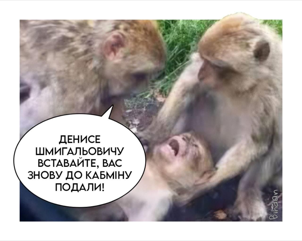 Меми про Шмигаля, який може знову стати прем'єр-міністром - фото 888100