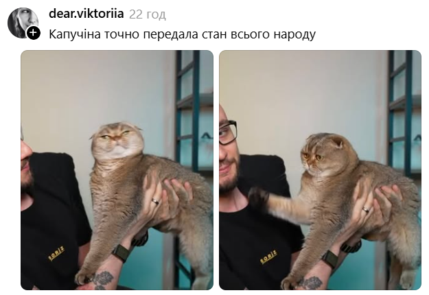 Кішка Сергія Стерненка підкорила Threads і стала мемом - 888175 Кішка Сергія Стерненка підкорила Threads і стала мемом - фото 888175