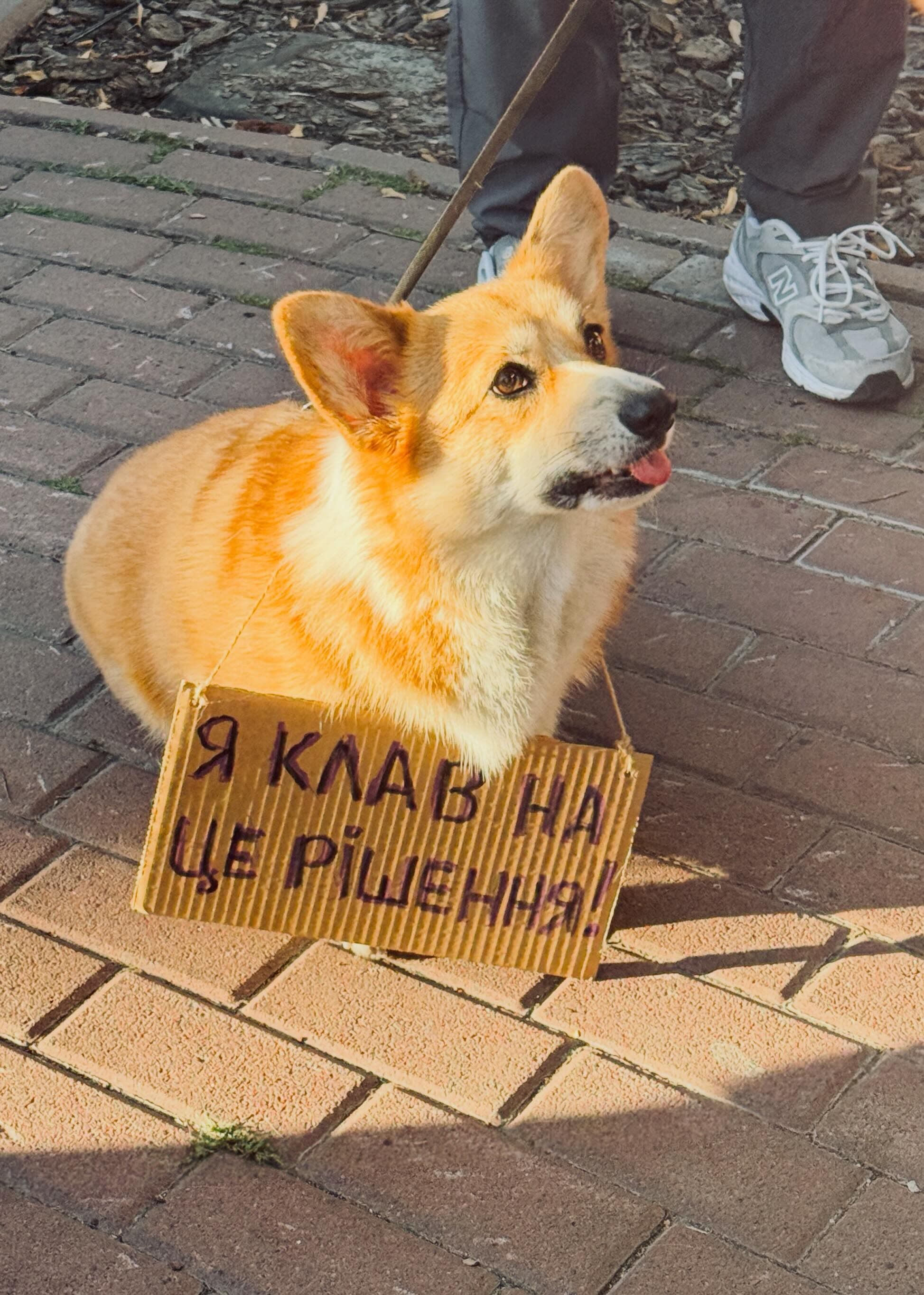 Пушистые демонстранты: вот какие собачки вышли на протесты в Украине - 888795 Пушистые демонстранты: вот какие собачки вышли на протесты в Украине - фото 888795