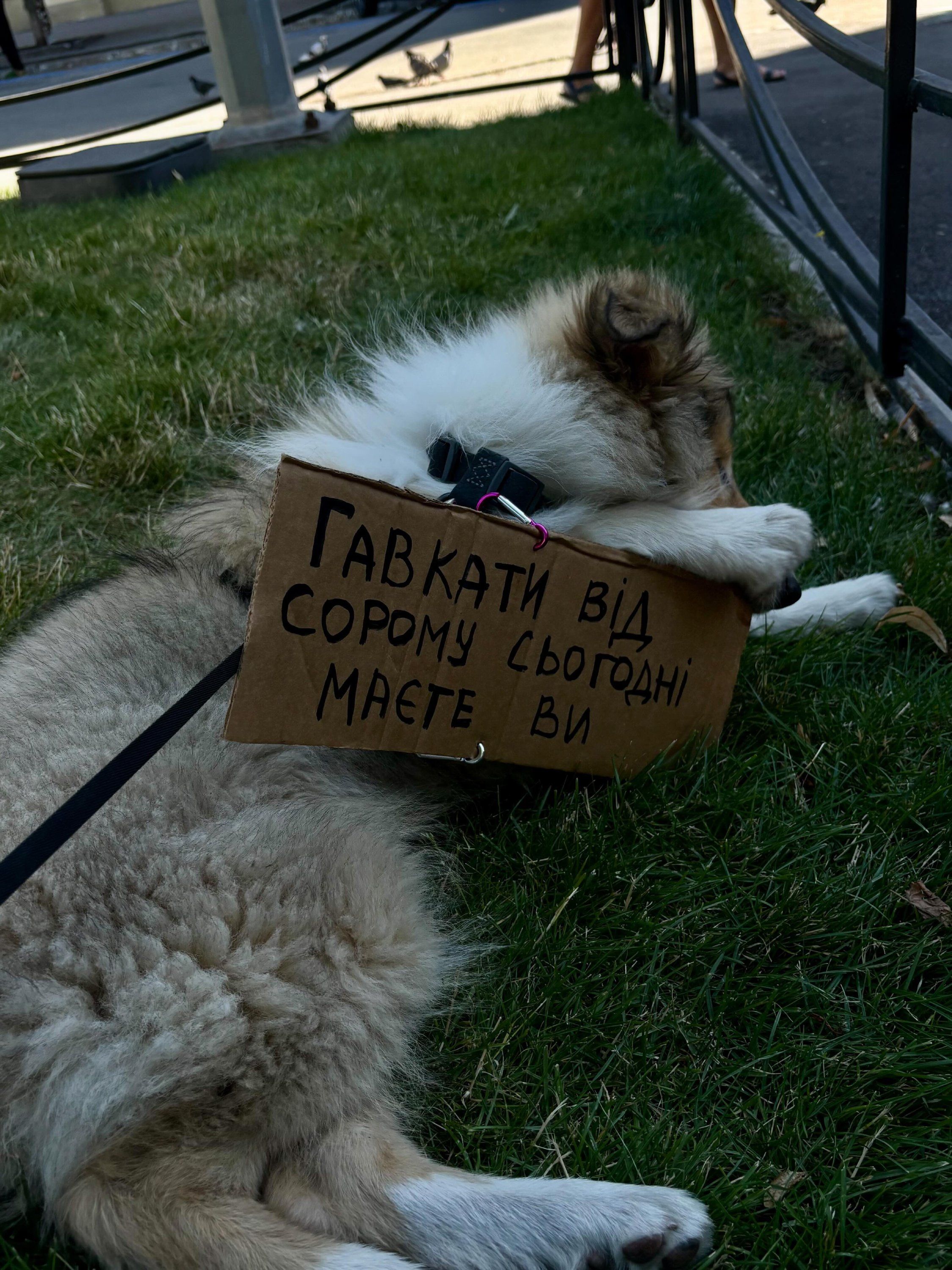 Пушистые демонстранты: вот какие собачки вышли на протесты в Украине - 888797 Пушистые демонстранты: вот какие собачки вышли на протесты в Украине - фото 888797
