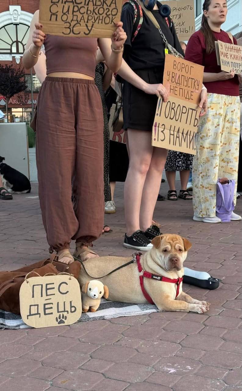 Пушистые демонстранты: вот какие собачки вышли на протесты в Украине - 888802 Пушистые демонстранты: вот какие собачки вышли на протесты в Украине - фото 888802
