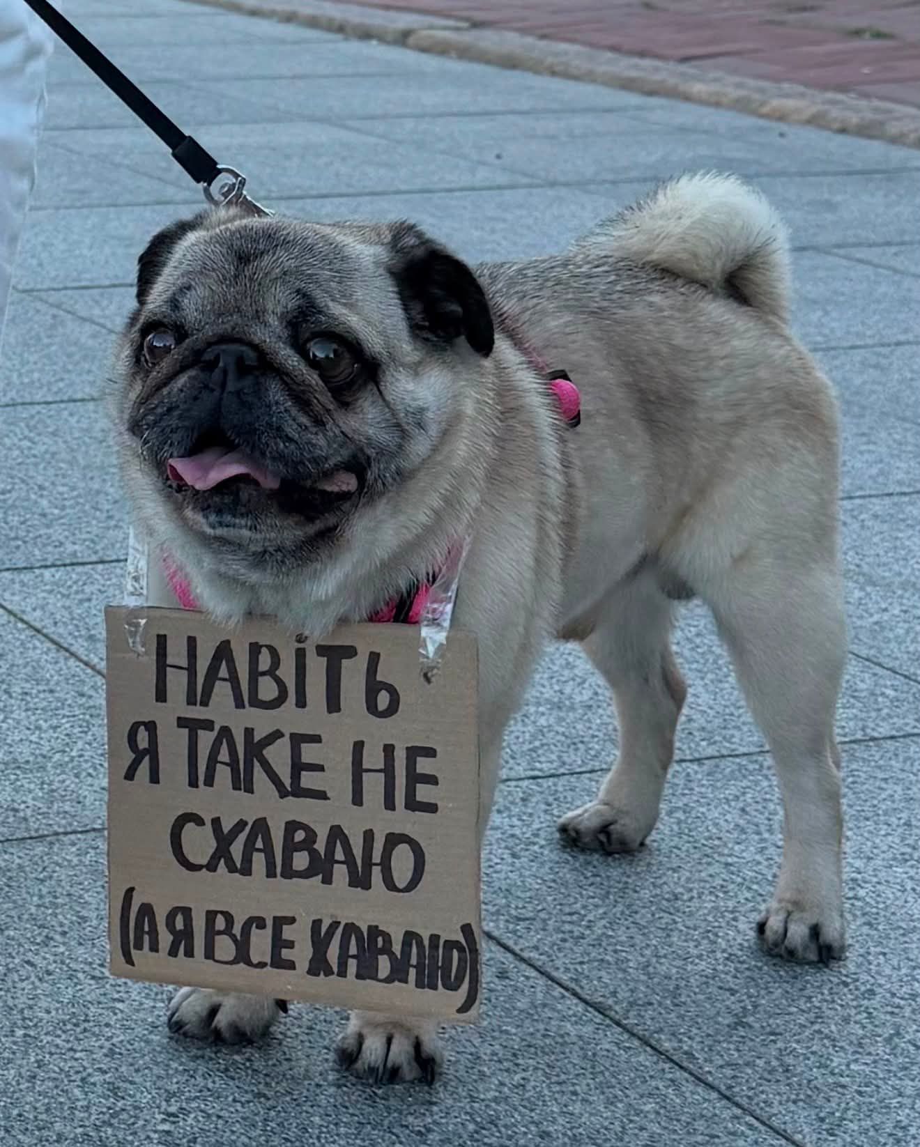 Пушистые демонстранты: вот какие собачки вышли на протесты в Украине - 888806 Пушистые демонстранты: вот какие собачки вышли на протесты в Украине - фото 888806