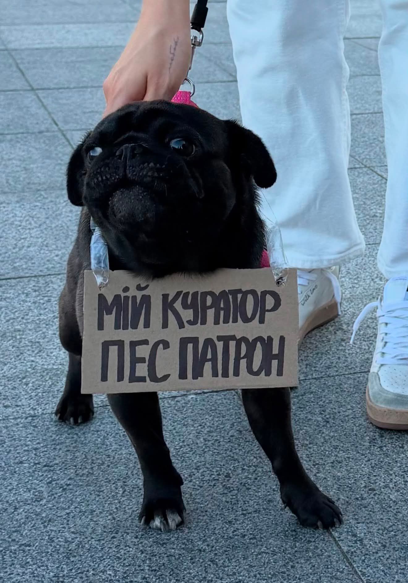 Пушистые демонстранты: вот какие собачки вышли на протесты в Украине - 888807 Пушистые демонстранты: вот какие собачки вышли на протесты в Украине - фото 888807