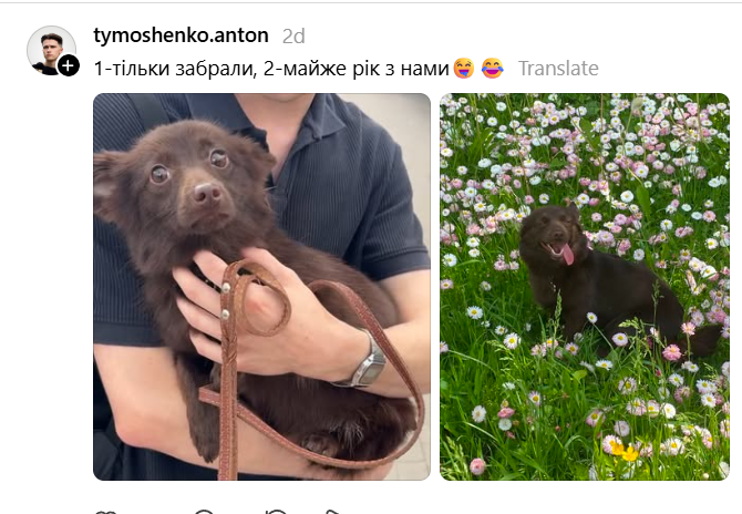 Ожидания и реальность: владельцы собак рассказали, кого они покупали и кто из них неожиданно вырос - 889334 Ожидания и реальность: владельцы собак рассказали, кого они покупали и кто из них неожиданно вырос - фото 889334
