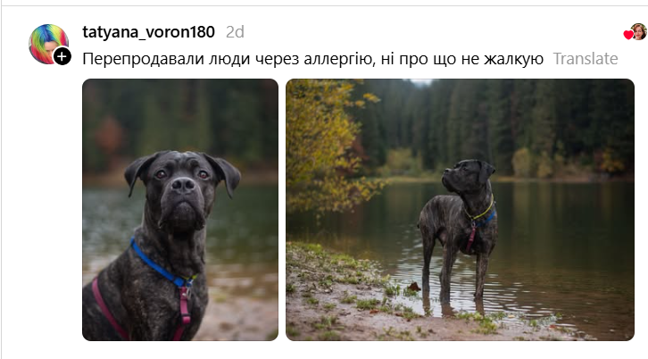 Ожидания и реальность: владельцы собак рассказали, кого они покупали и кто из них неожиданно вырос - 889337 Ожидания и реальность: владельцы собак рассказали, кого они покупали и кто из них неожиданно вырос - фото 889337