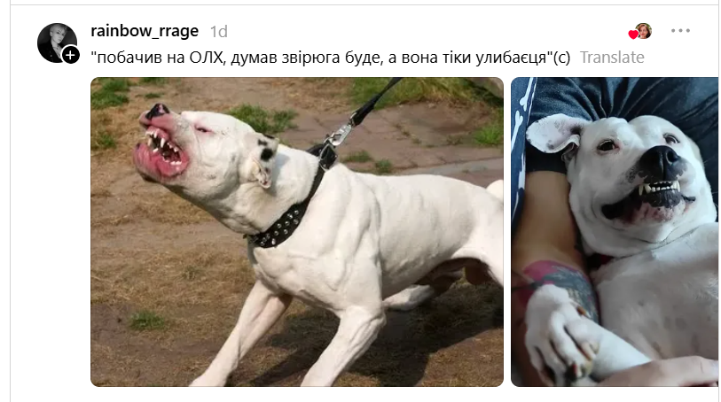 Ожидания и реальность: владельцы собак рассказали, кого они покупали и кто из них неожиданно вырос - 889340 Ожидания и реальность: владельцы собак рассказали, кого они покупали и кто из них неожиданно вырос - фото 889340