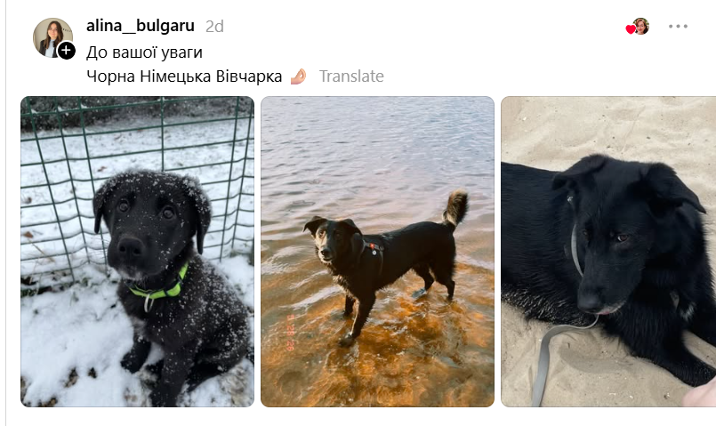 Ожидания и реальность: владельцы собак рассказали, кого они покупали и кто из них неожиданно вырос - 889341 Ожидания и реальность: владельцы собак рассказали, кого они покупали и кто из них неожиданно вырос - фото 889341