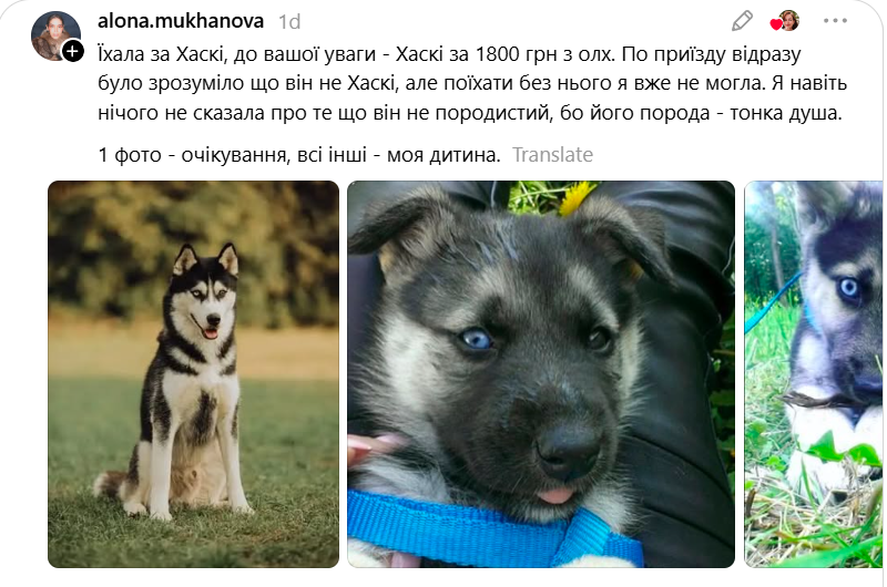 Ожидания и реальность: владельцы собак рассказали, кого они покупали и кто из них неожиданно вырос - 889344 Ожидания и реальность: владельцы собак рассказали, кого они покупали и кто из них неожиданно вырос - фото 889344