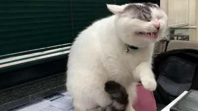 Забавная гримаса этого кота стала новым мемом: это мы все в неловких ситуациях