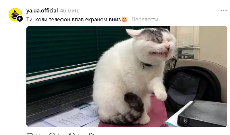 Забавная гримаса этого кота стала новым мемом: это мы все в неловких ситуациях - 890730 Забавная гримаса этого кота стала новым мемом: это мы все в неловких ситуациях - фото 890730